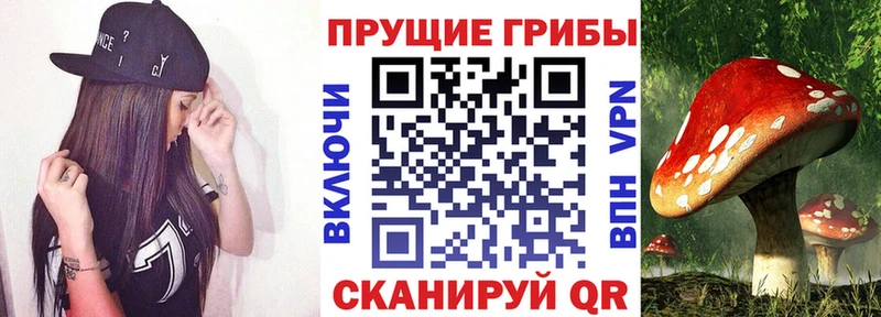 Купить где  Дагестанские Огни  Галлюциногенные грибы Cubensis 